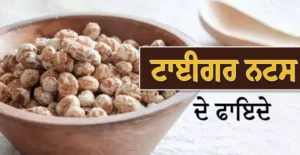 ਬਲੱਡ ਸ਼ੂਗਰ ਹੀ ਨਹੀਂ ਕੋਲੈਸਟ੍ਰੋਲ ਵੀ ਕੰਟਰੋਲ ਕਰਦਾ ਹੈ ਟਾਈਗਰ ਨਟਸ, ਜਾਣੋ ਇਸ ਦੇ ਹੈਰਾਨ ਕਰਨ ਵਾਲੇ ਫਾਇਦੇ